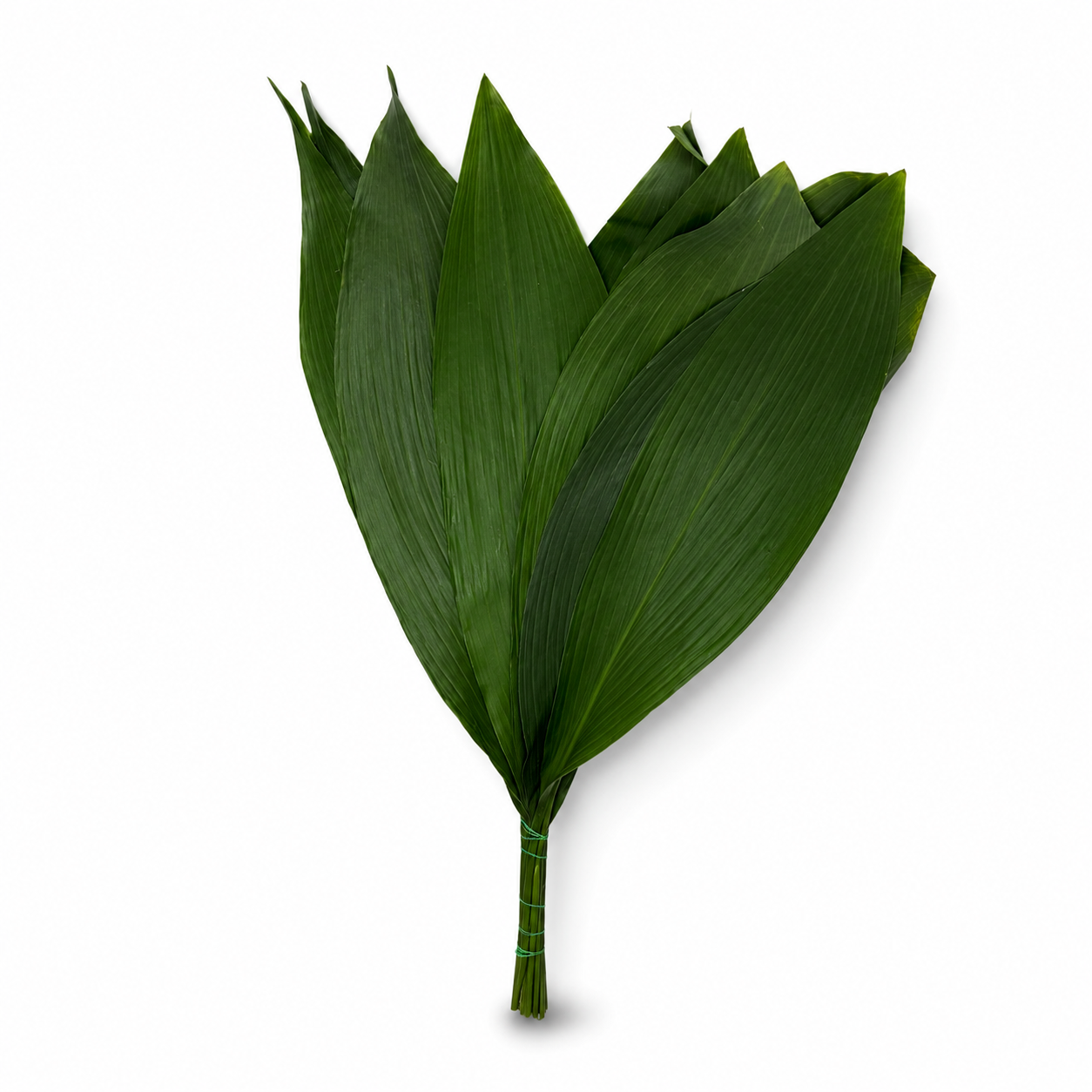 Aspidistra-3