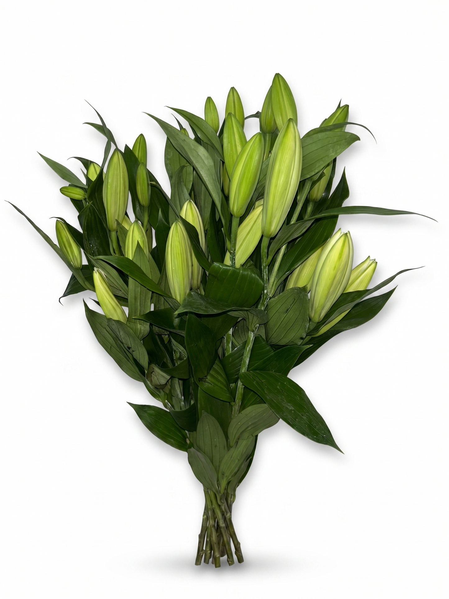 Lilium Oriental blanco Extra · 80 cm · Nacional