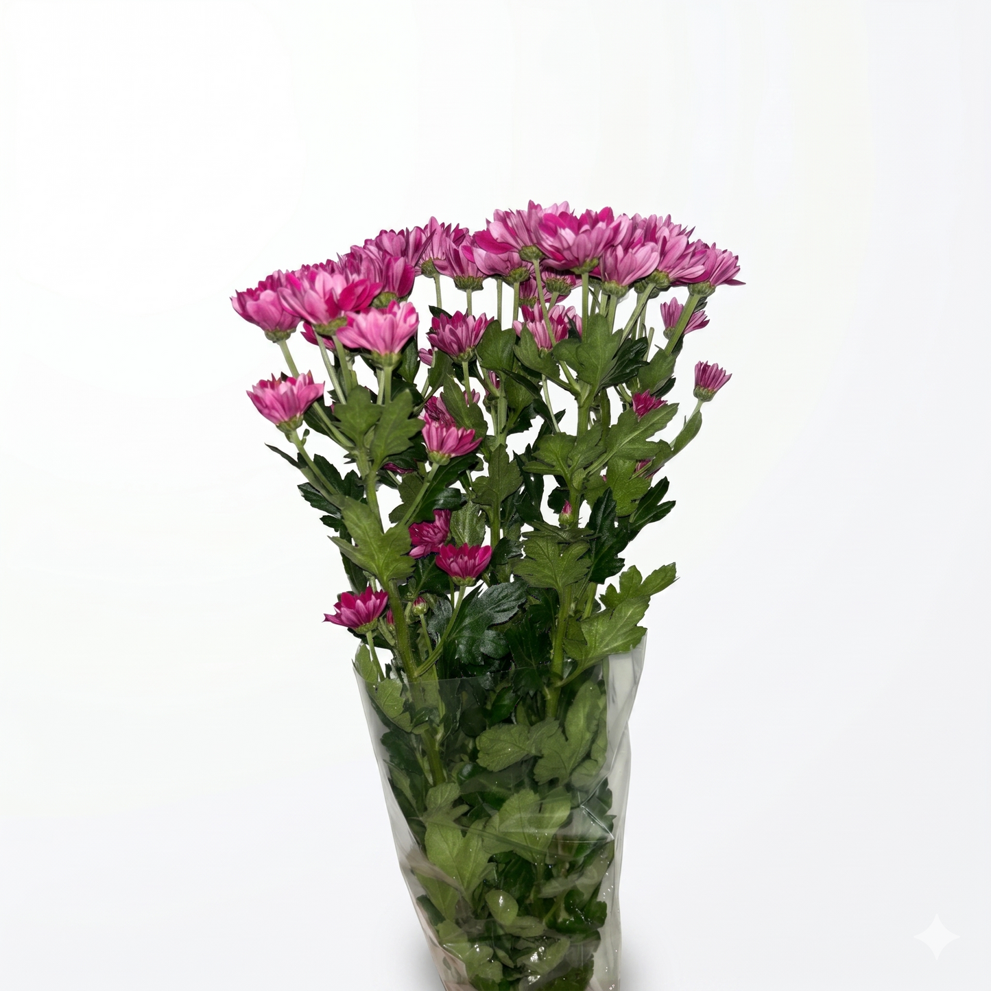 Margarita fucsia Extra · 60 cm · Nacional