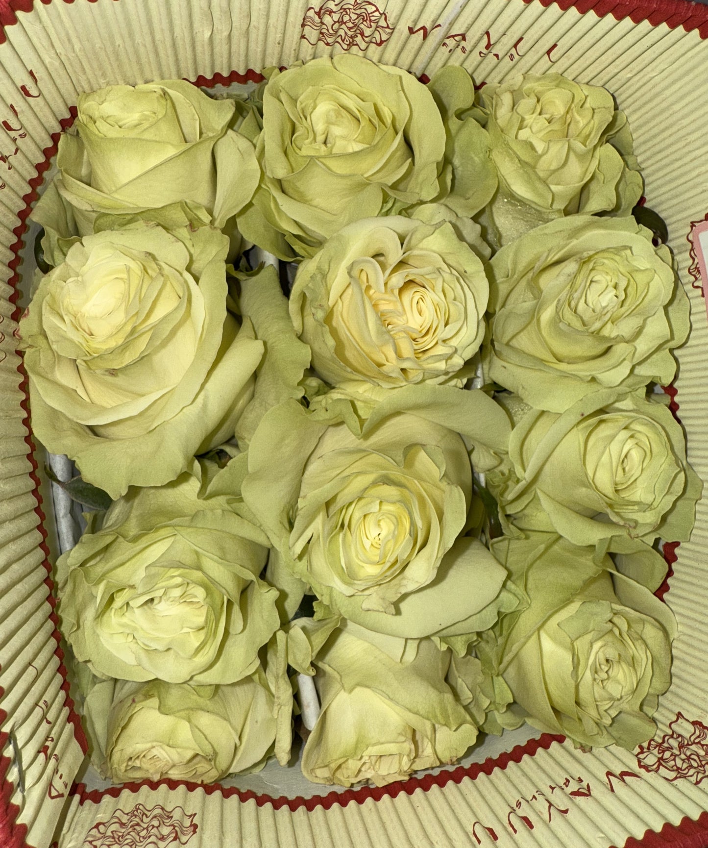 Rosa Mondial Blanco