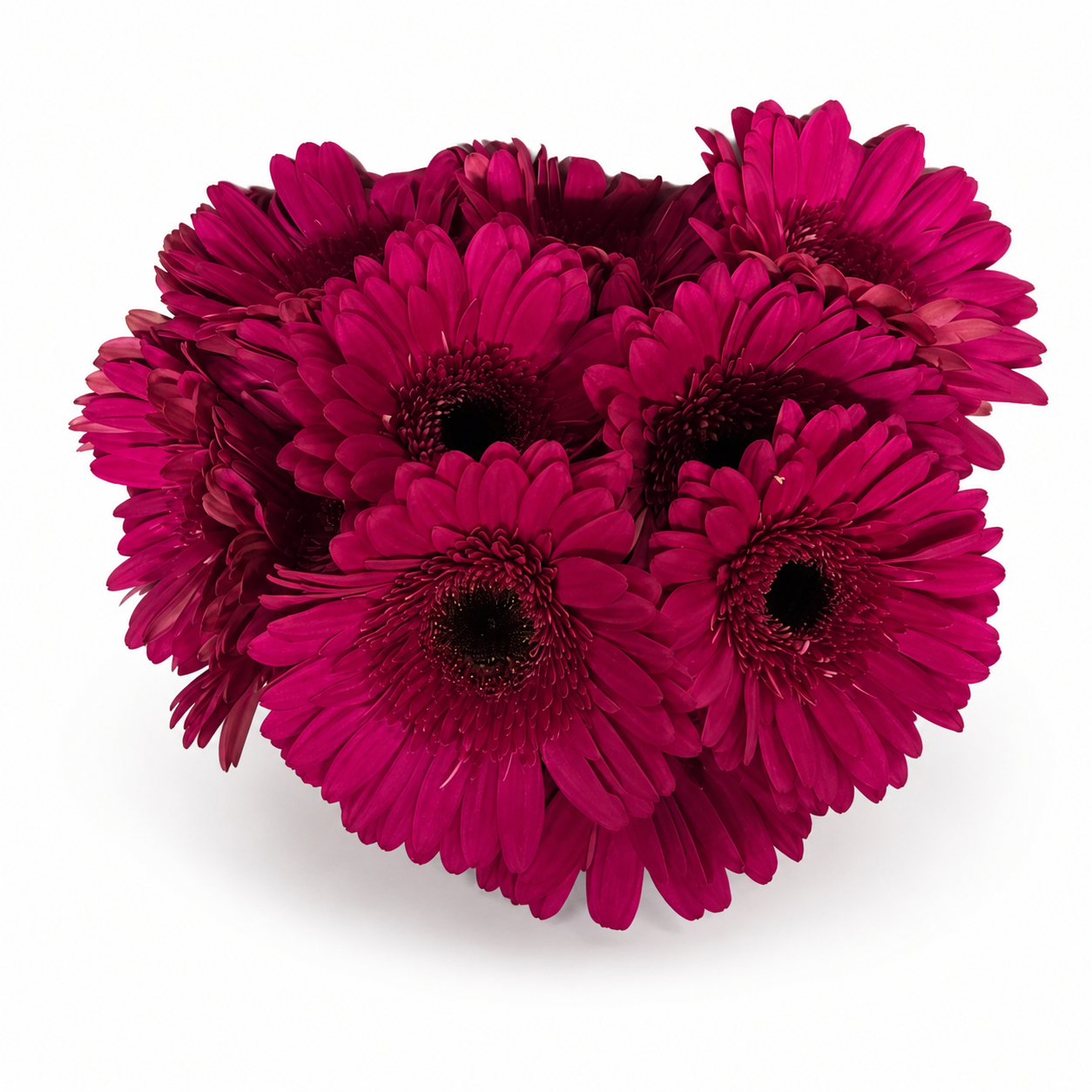 GERBERA EXTRA FUCSIA