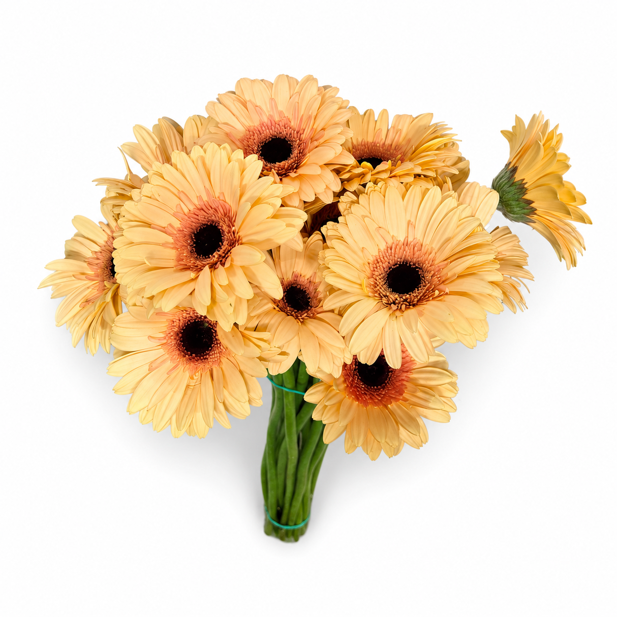 Gerbera naranja Extra · 60 cm · Nacional