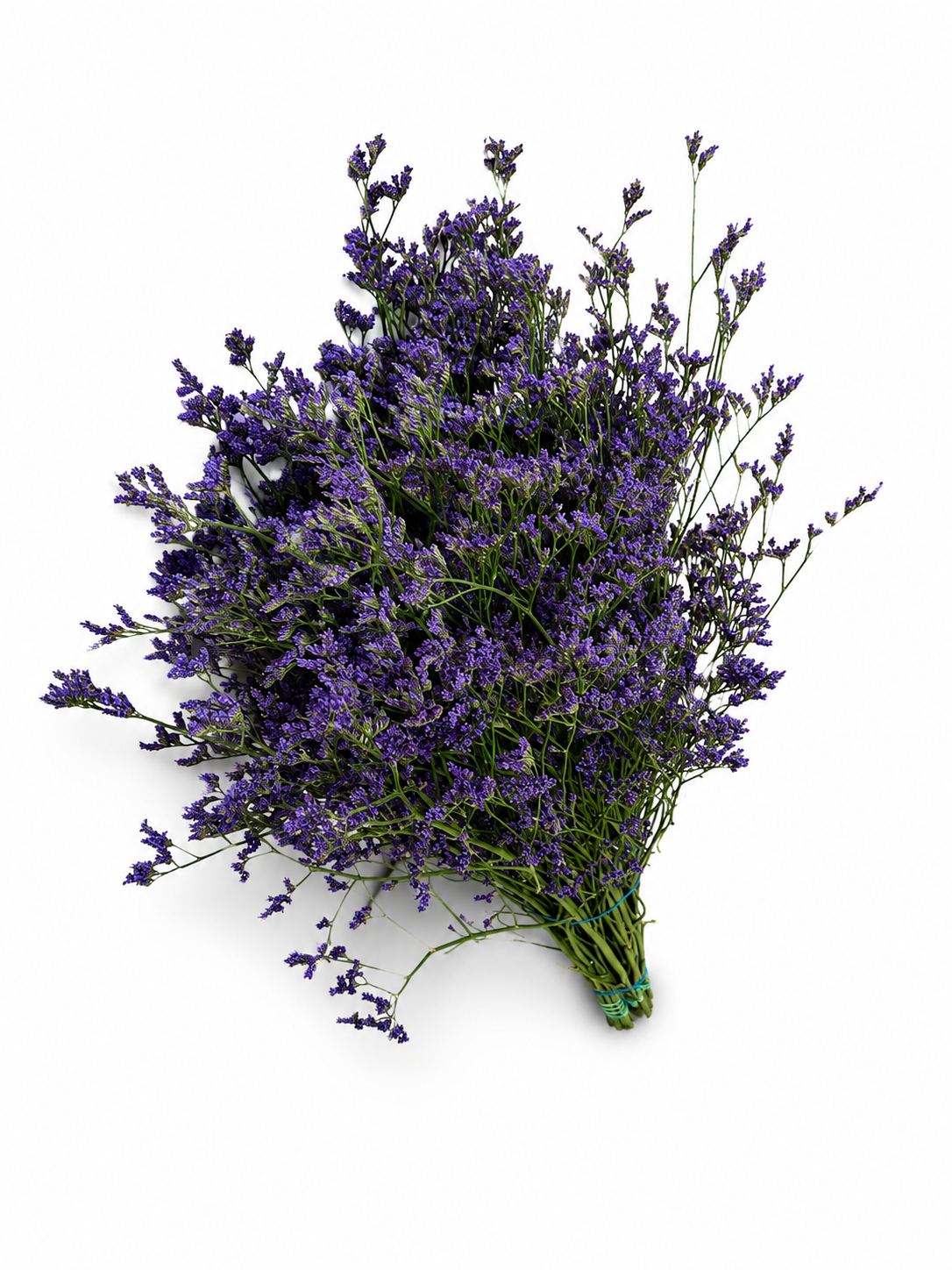 limonium-3