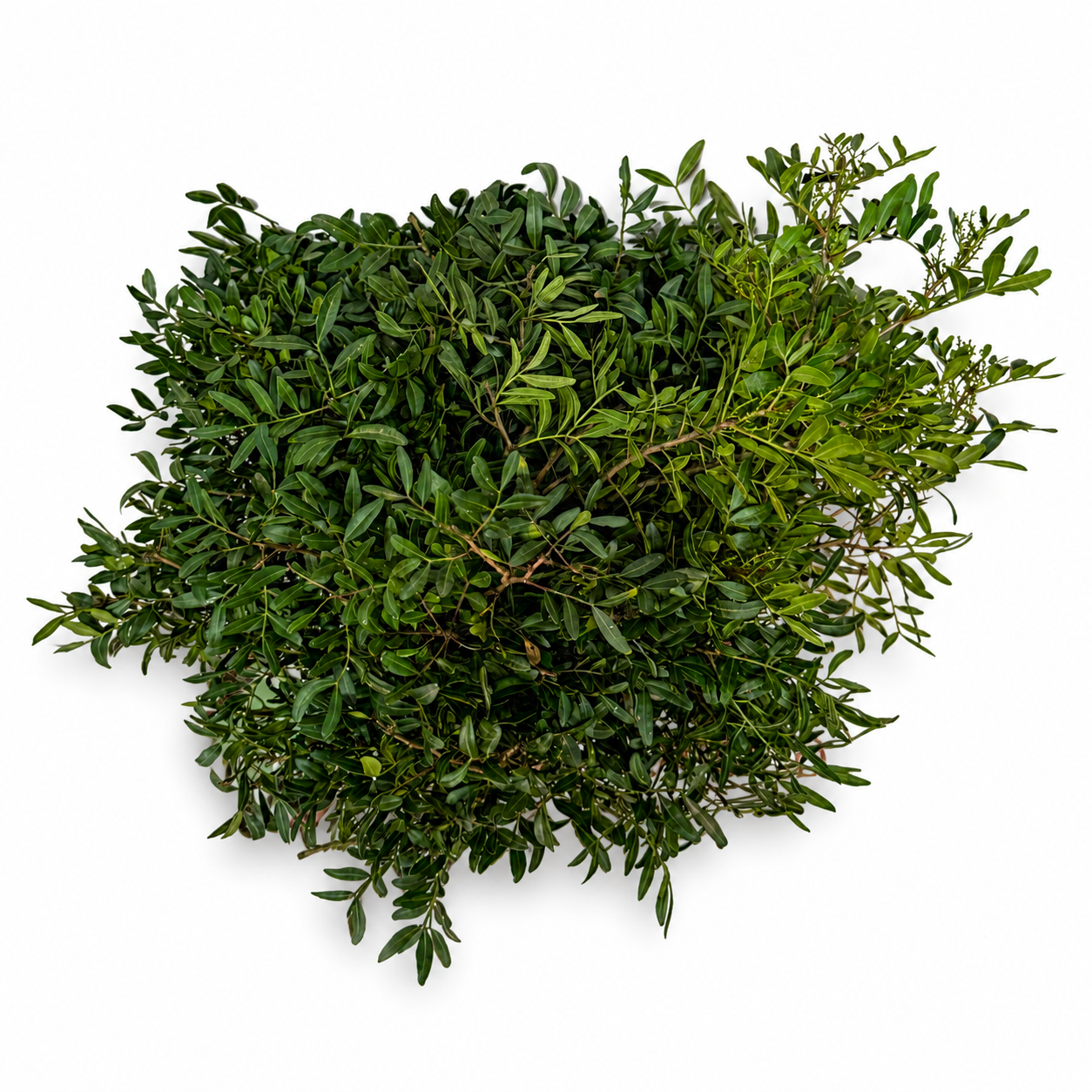 Pistacia Extra · 50 cm · Verde con fruto