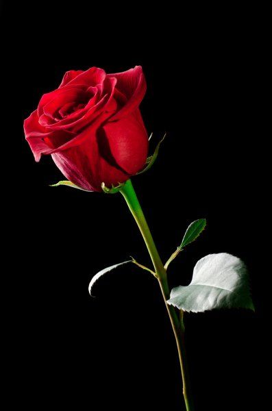Rosas cortadas