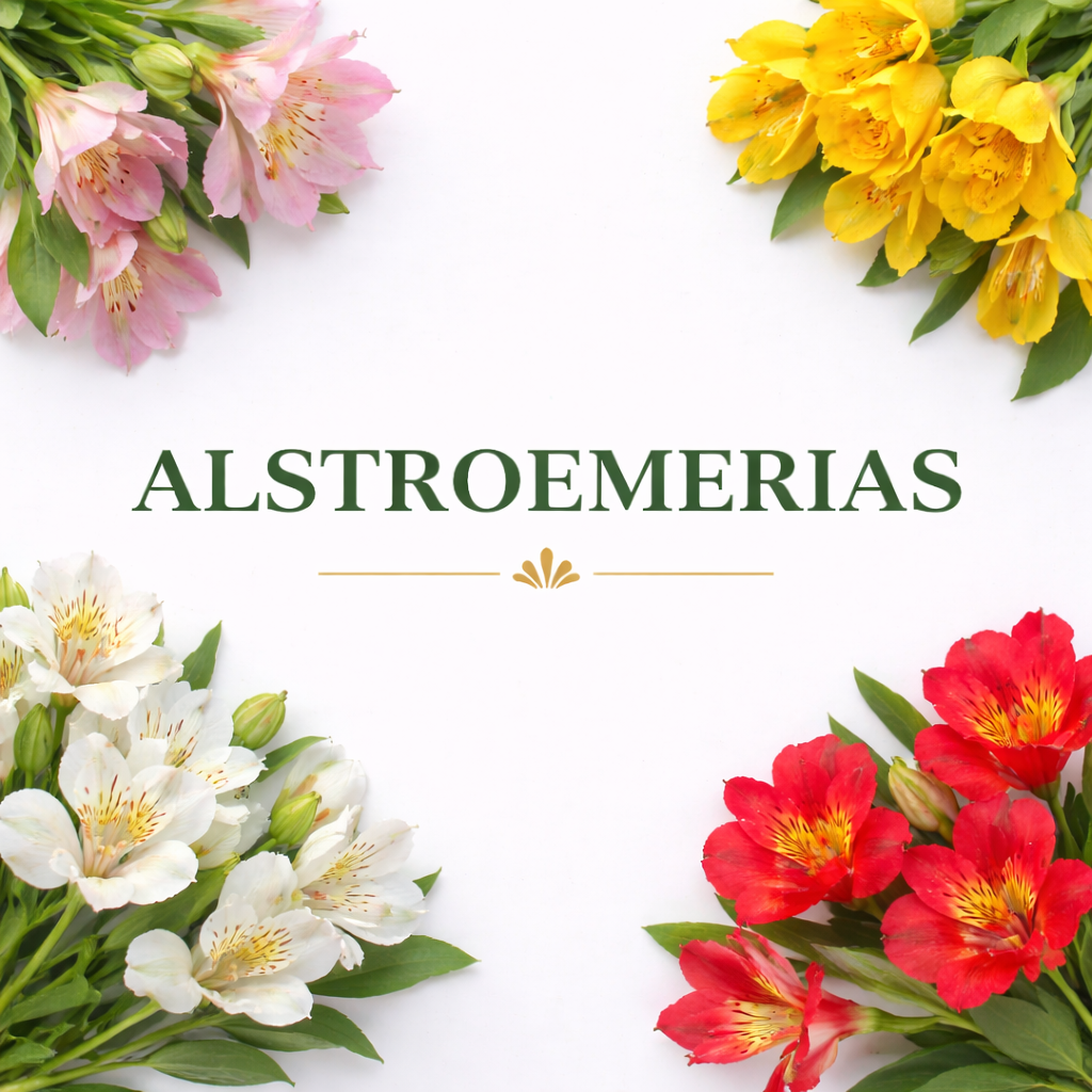 Alstroemerias