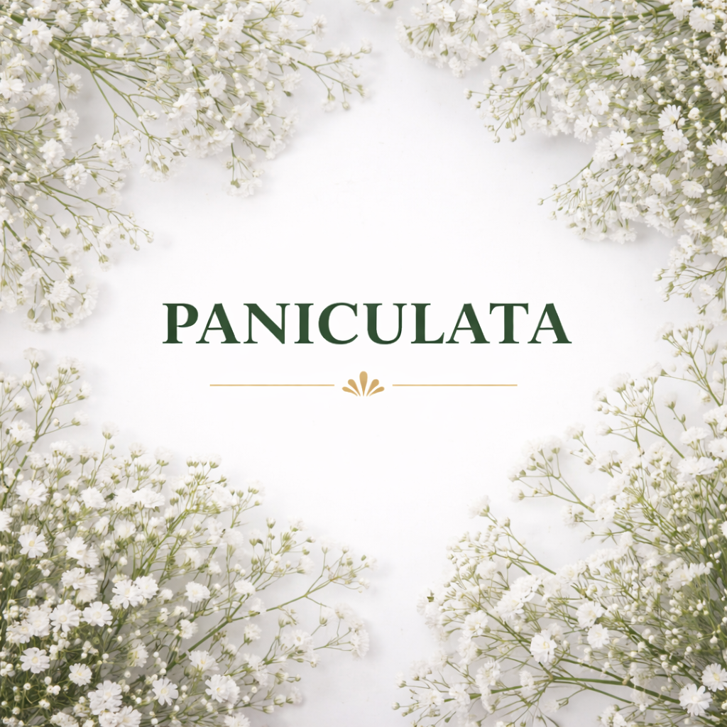 Paniculata