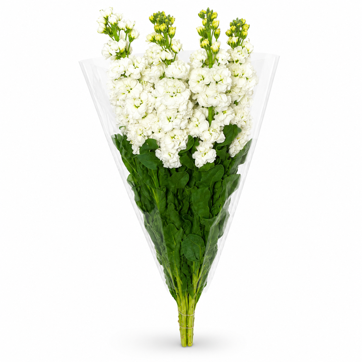 Alhelies blanco