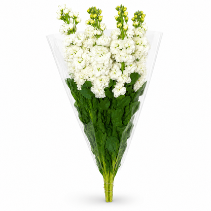 Alhelies blanco