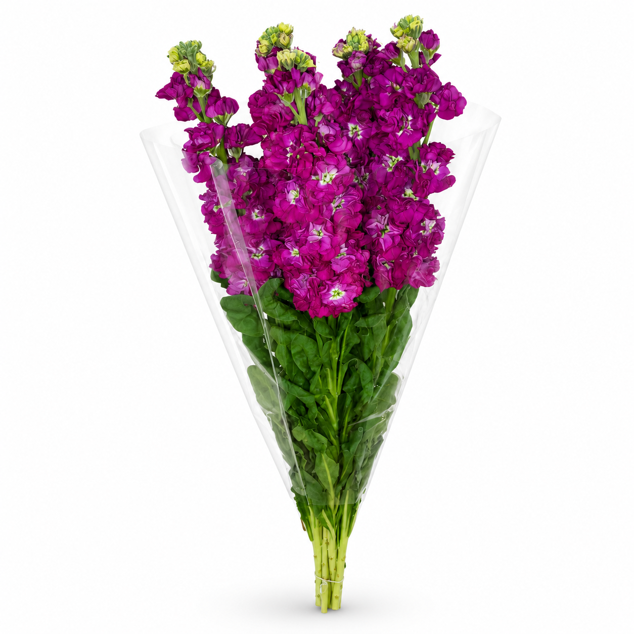 Alhelies fucsia