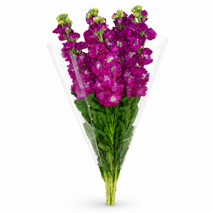 Alhelies fucsia