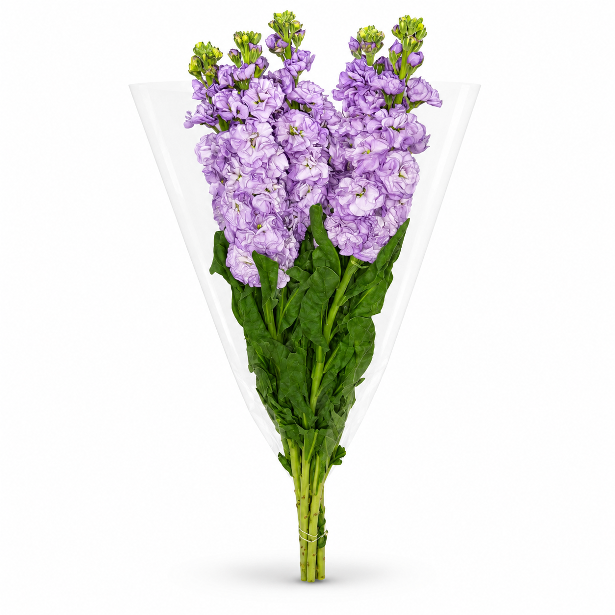 Alhelies moradas