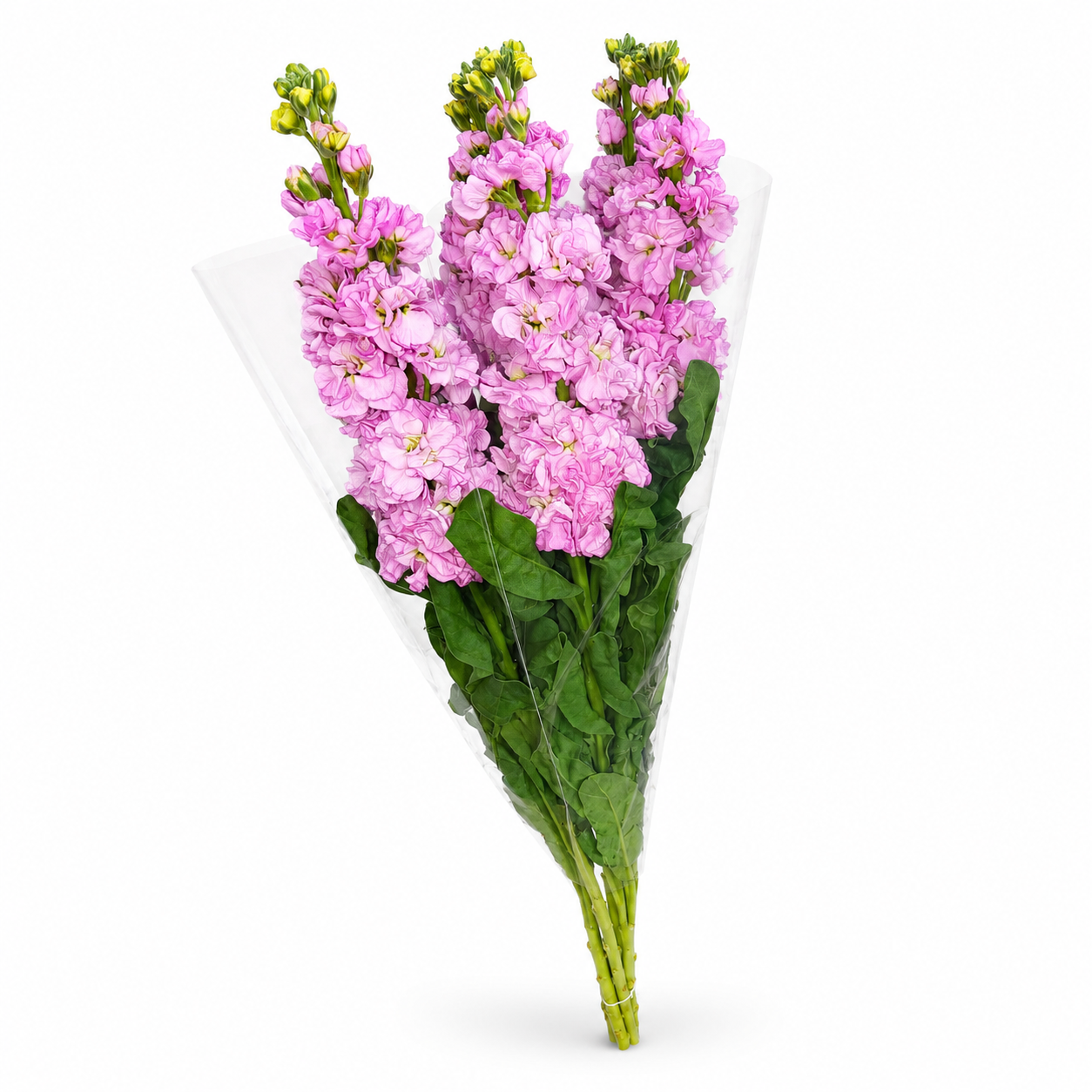 Alhelies rosa