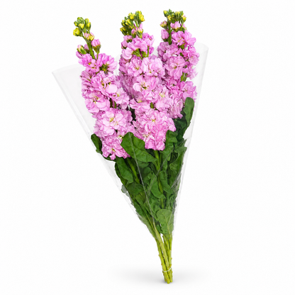 Alhelies rosa