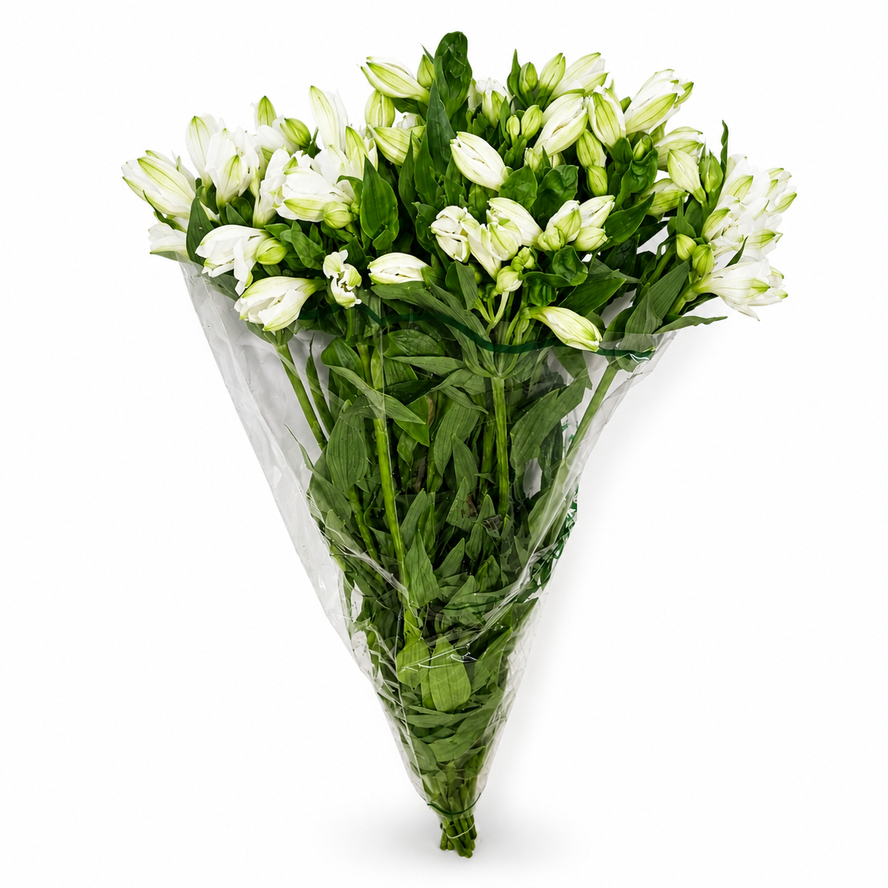 Alstromeria-Nacional-Extra-Blanco_2