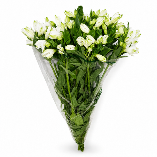 Alstromeria-Nacional-Extra-Blanco_2