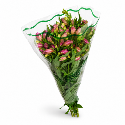 Alstromeria-Nacional-Extra-Morada_2