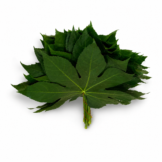 Aralia-2