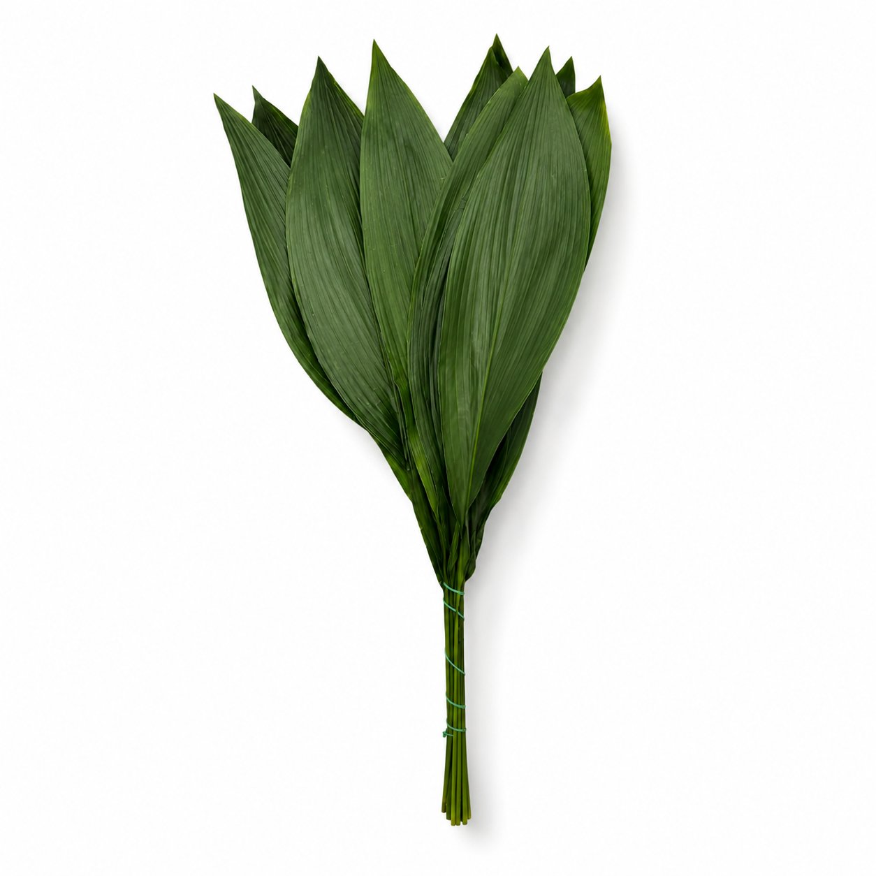 Aspidistra-1
