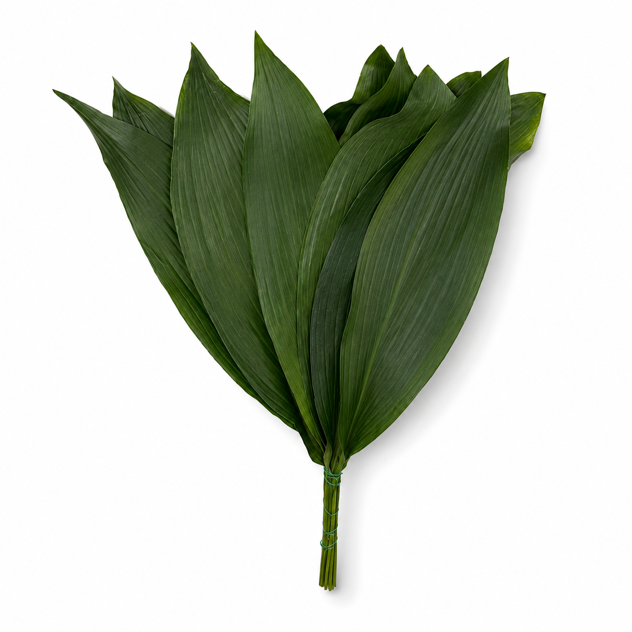 Aspidistra-2