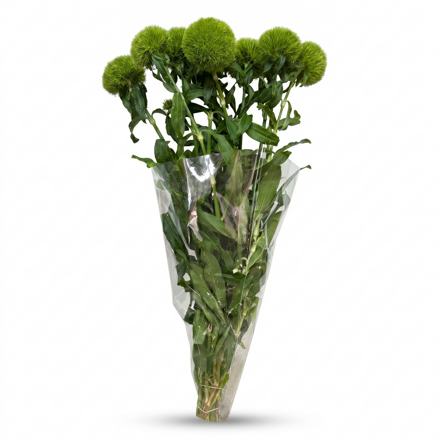 Barbatus