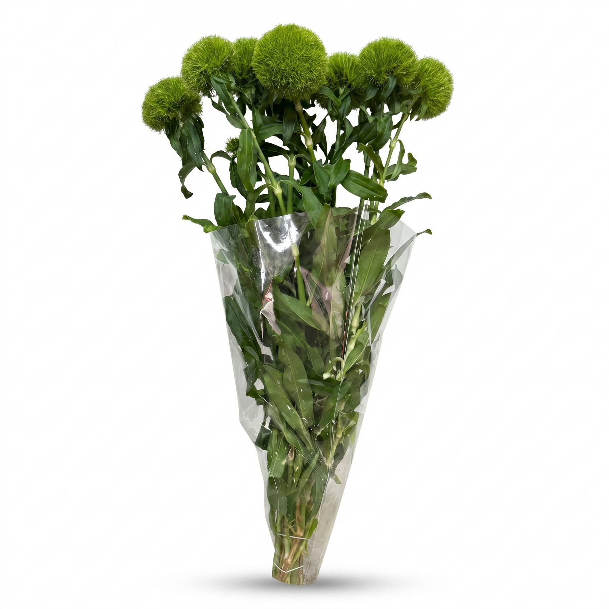 Barbatus