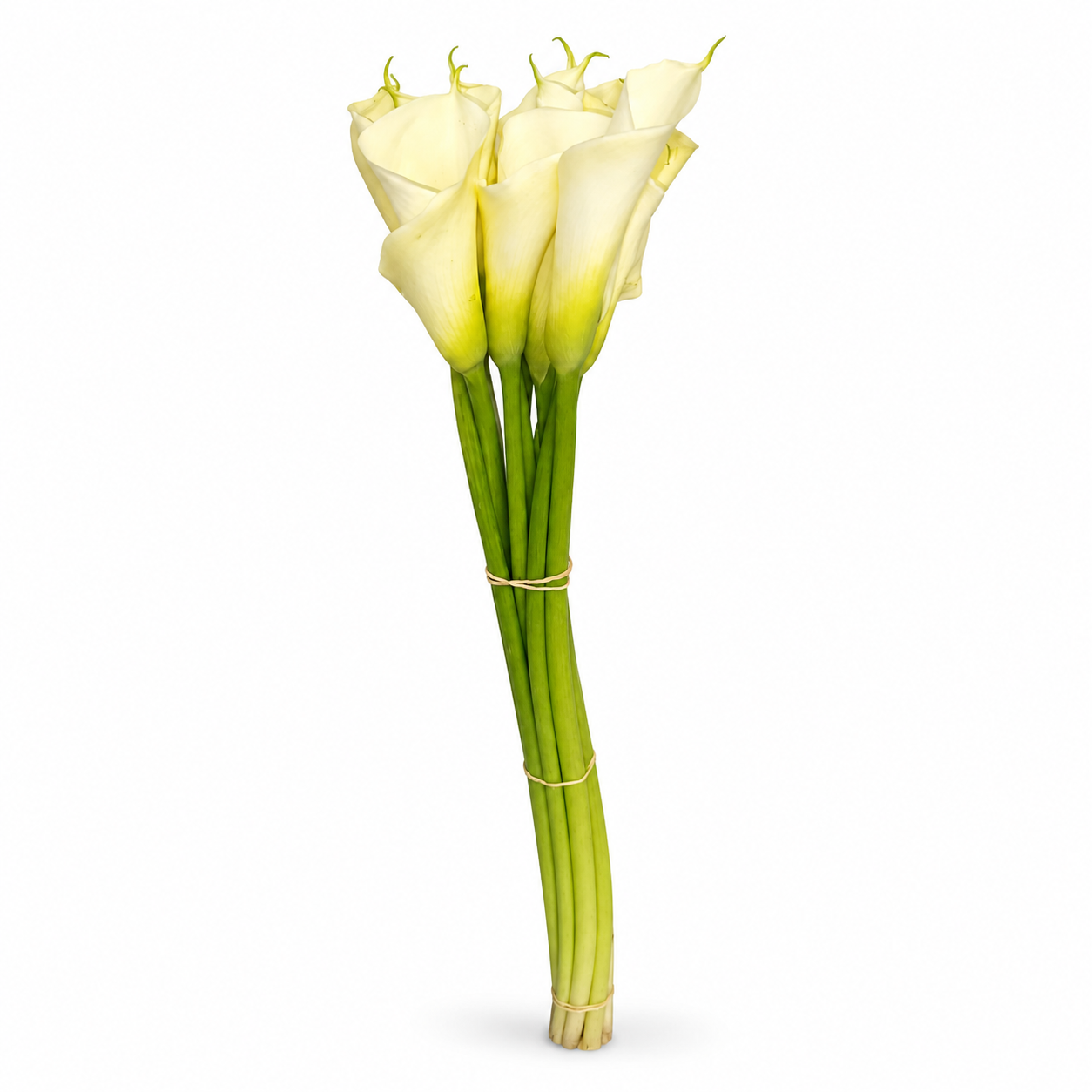 Calla blanca · 70 cm · Nacional