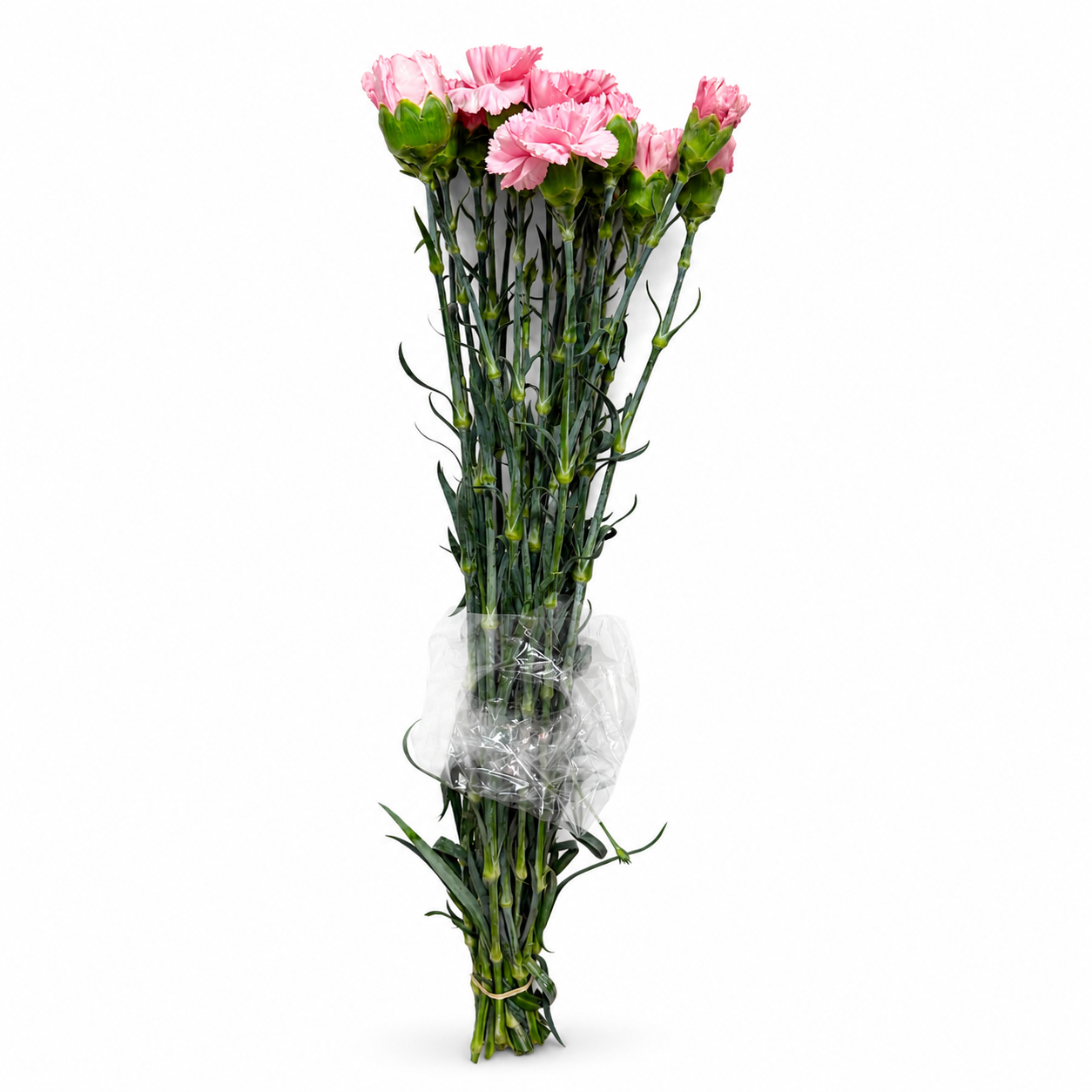 Clavel Extra Rosa