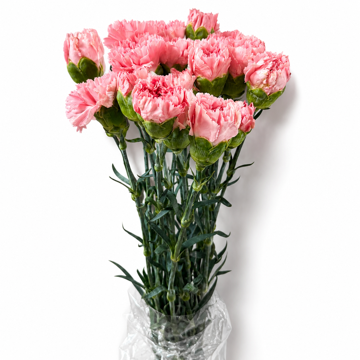 Clavel Extra Rosa