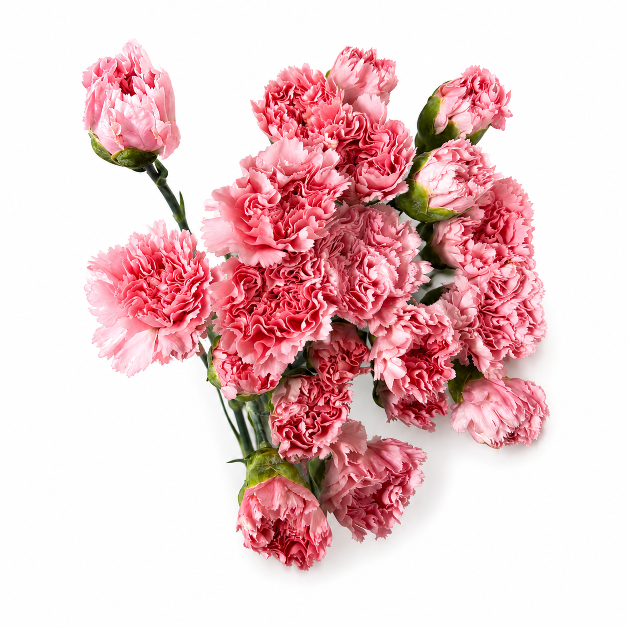 Clavel Extra Rosa