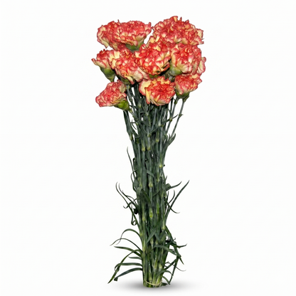 Clavel_Bicolor_1