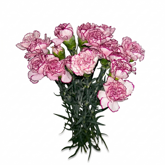 Clavel_Bicolor_Blanco_Morado_1