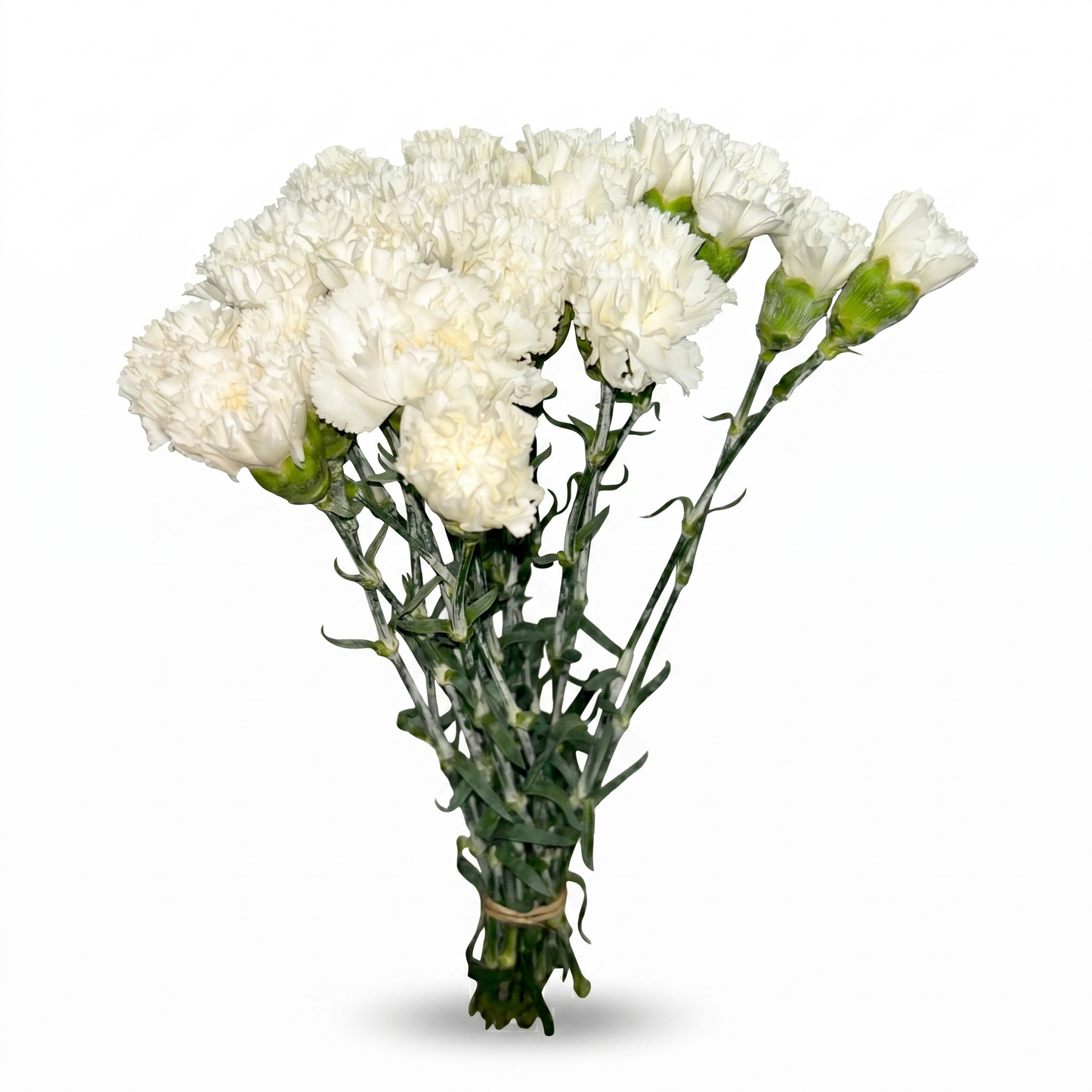 Clavel_Blanco_1