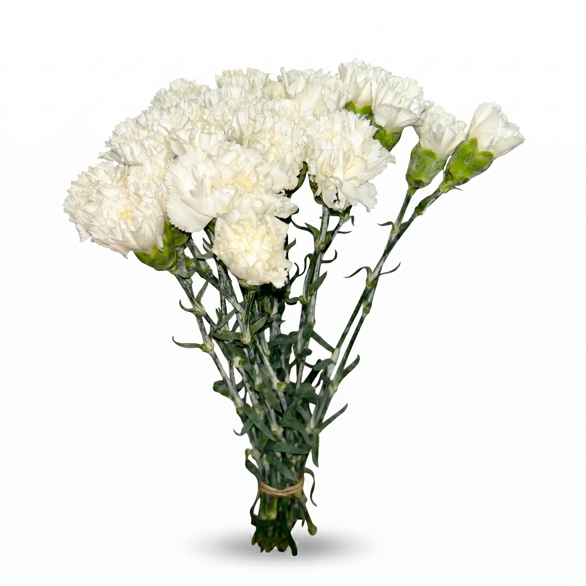 Clavel_Blanco_1