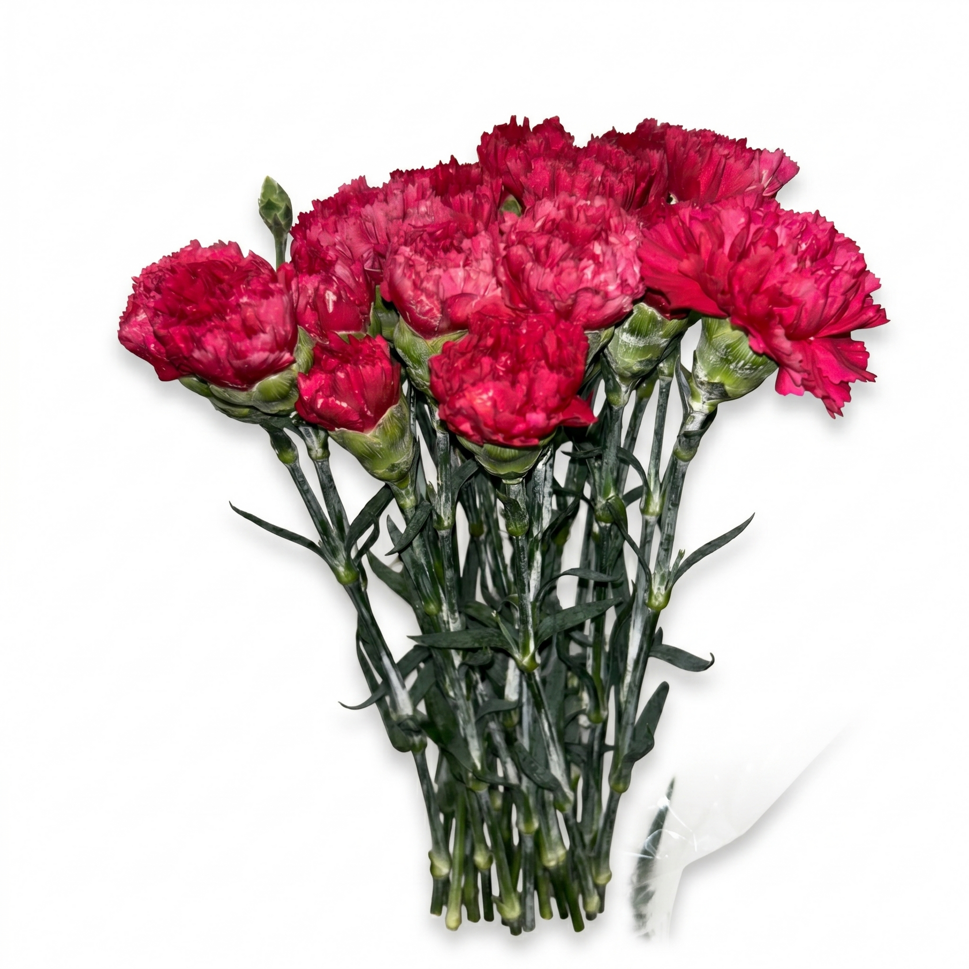 Clavel_Fucsia_2