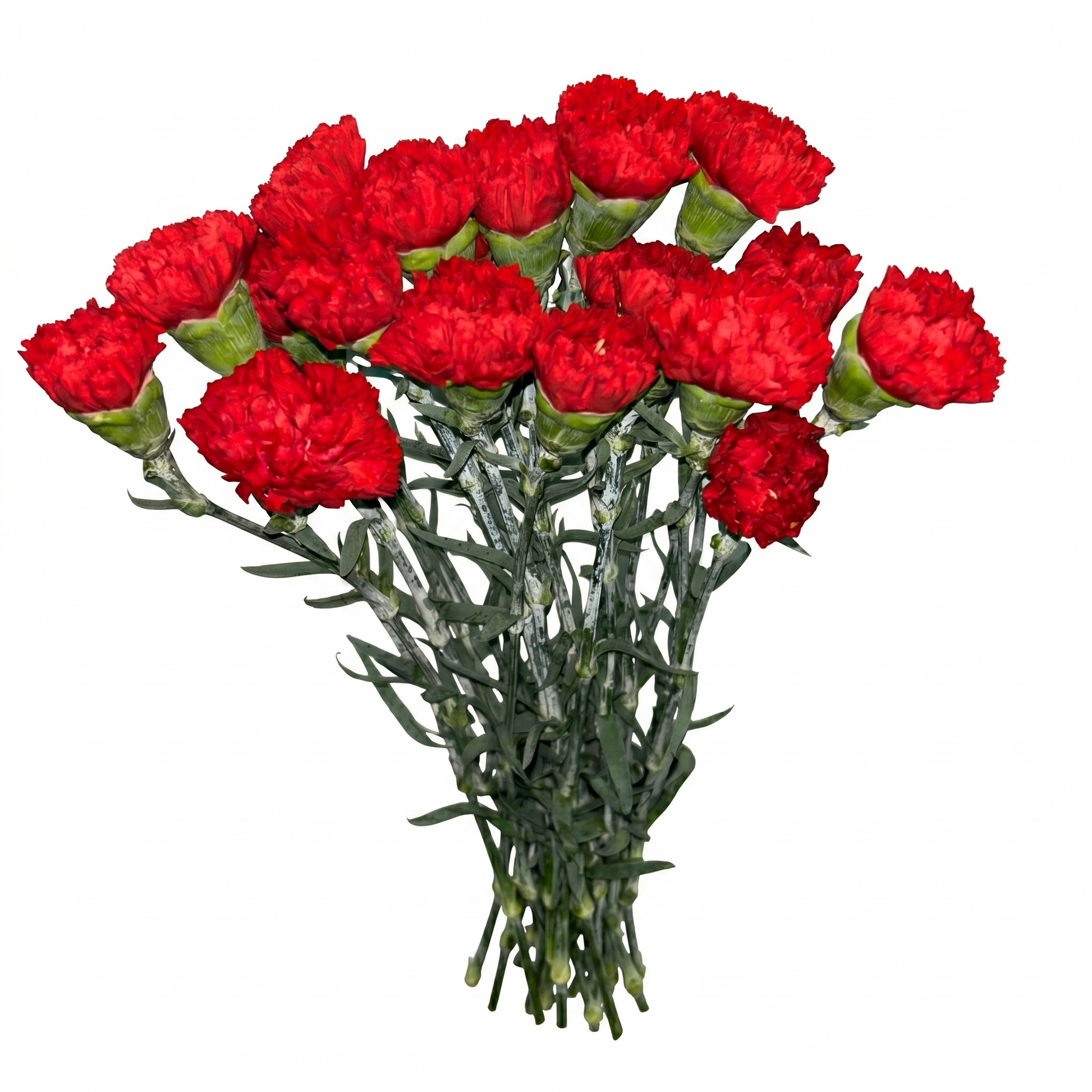 Clavel_Rojo_2