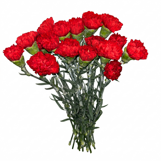 Clavel_Rojo_2