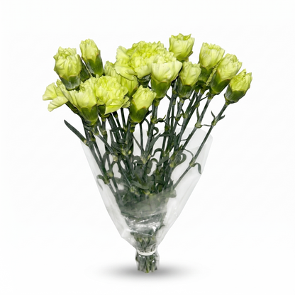 Clavel_Verde