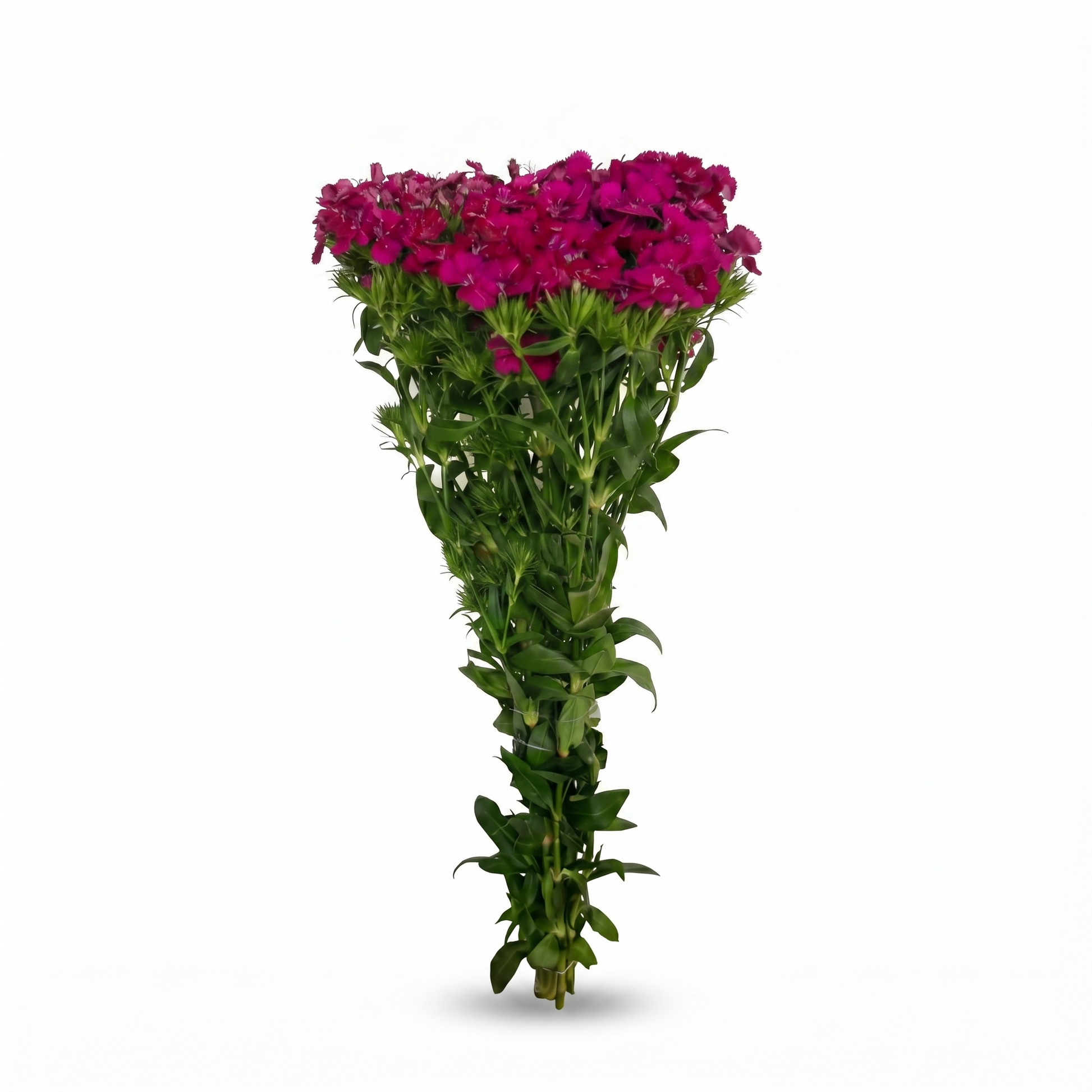 Dianthus Fucsia