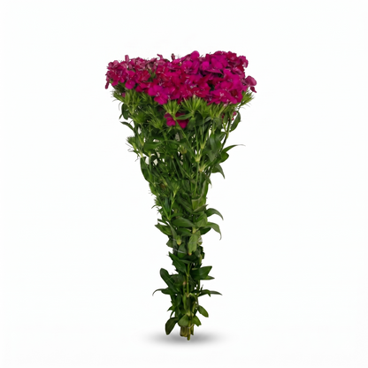 Dianthus Fucsia