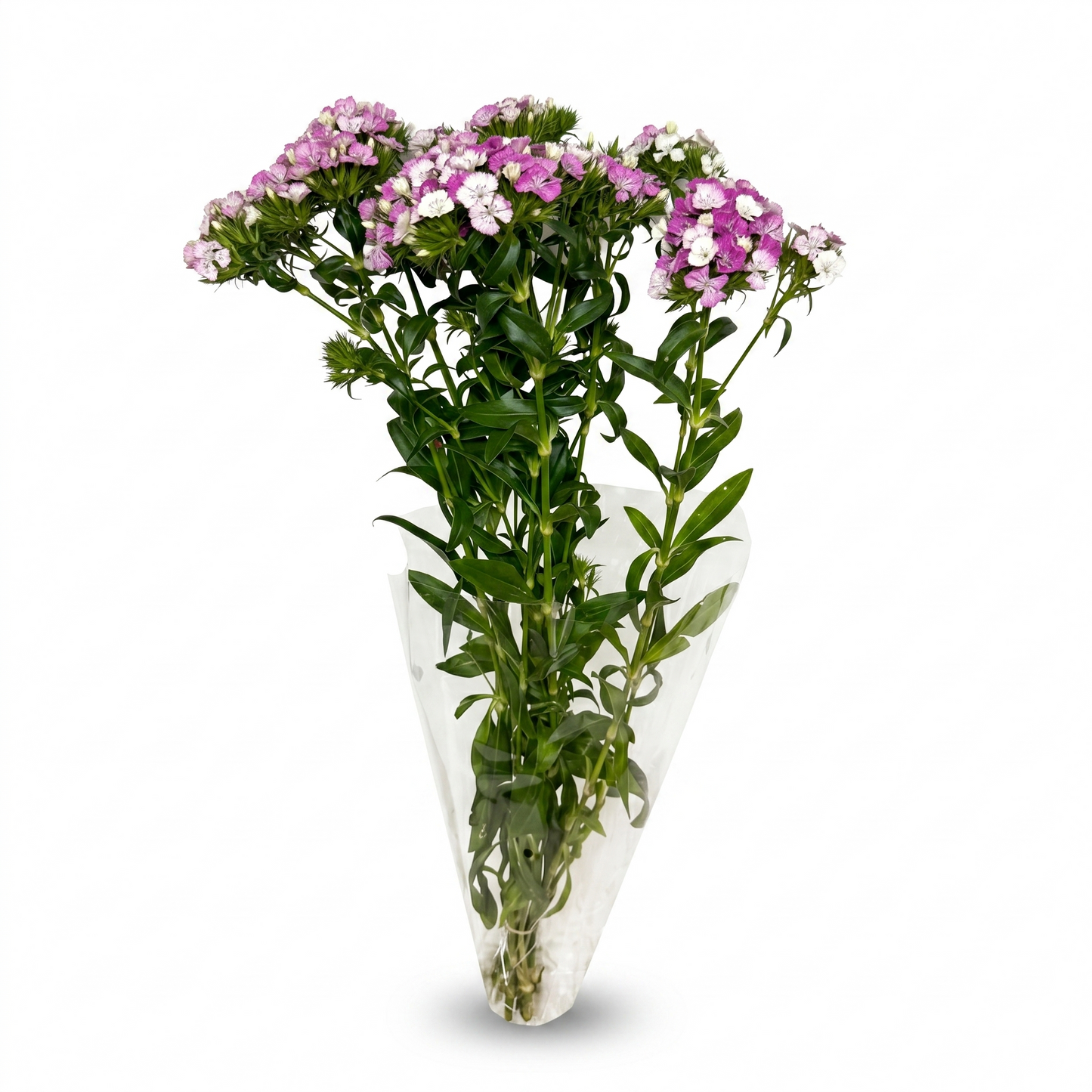 Dianthus Rosa