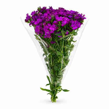 Dianthus morada