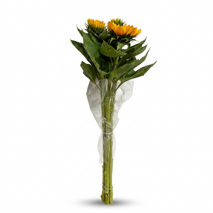 Girasoles