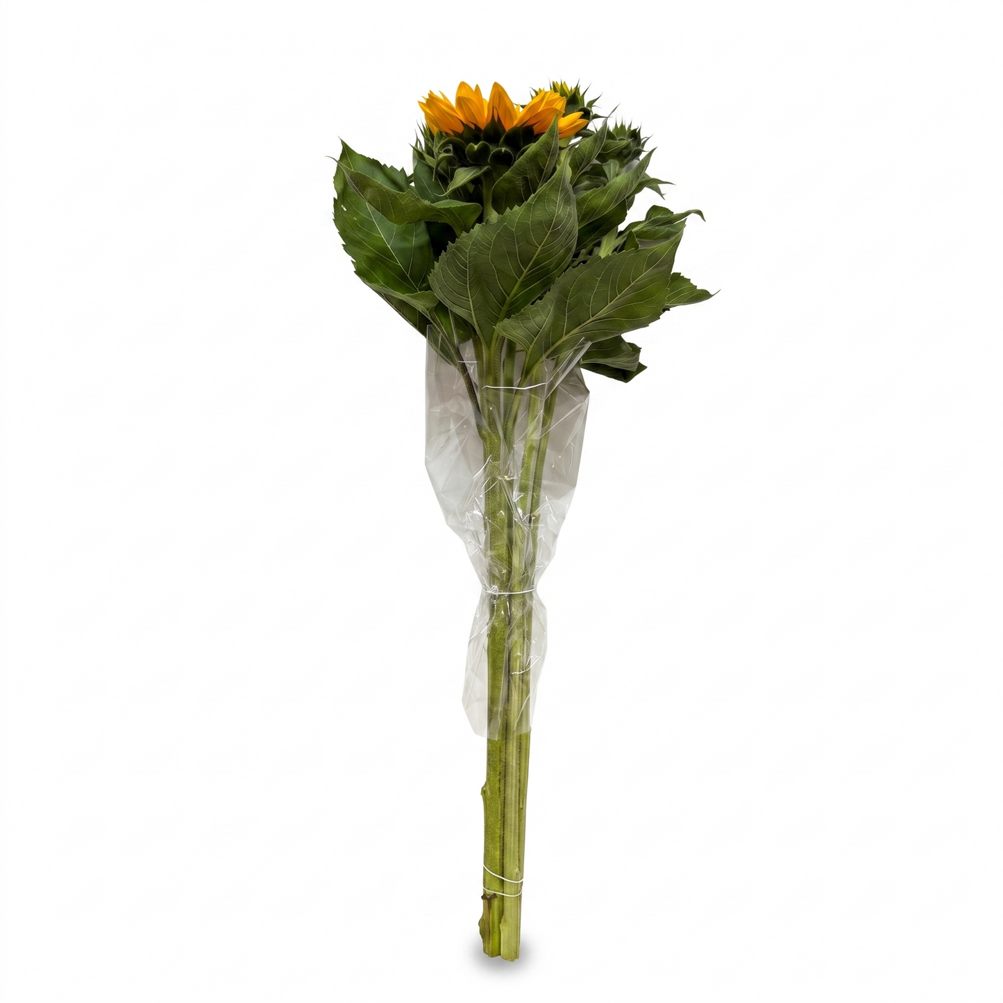 Girasoles