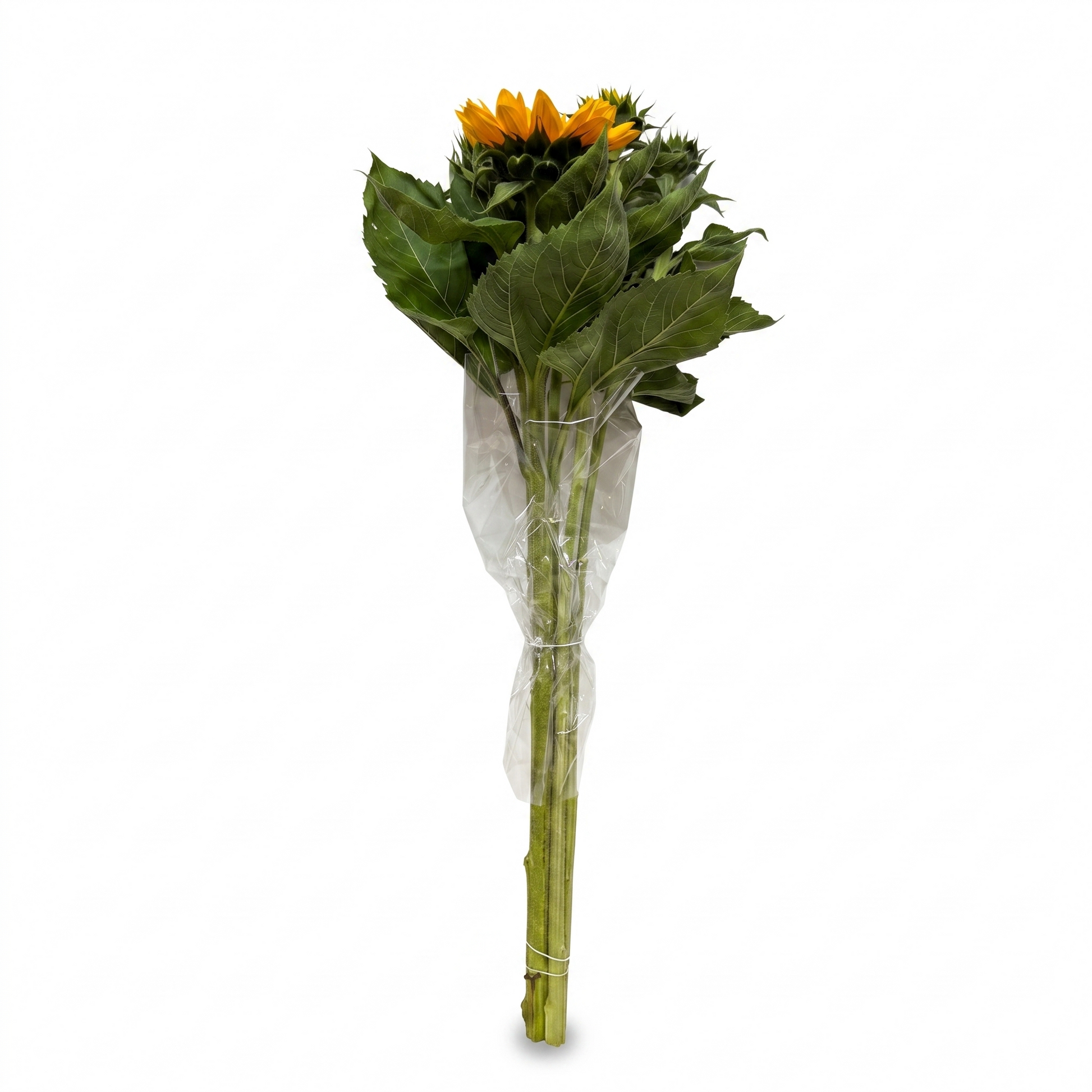 Girasoles