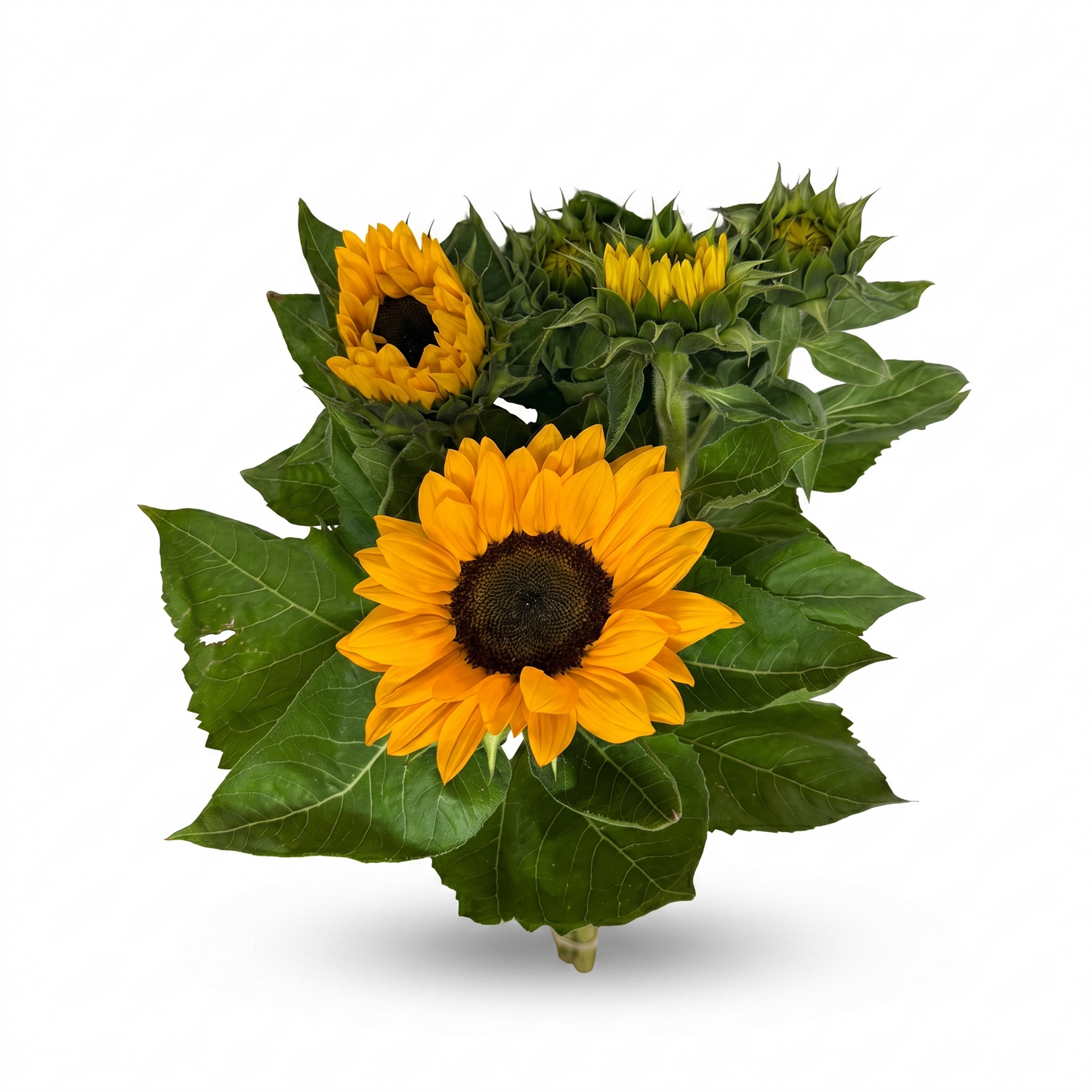Girasoles