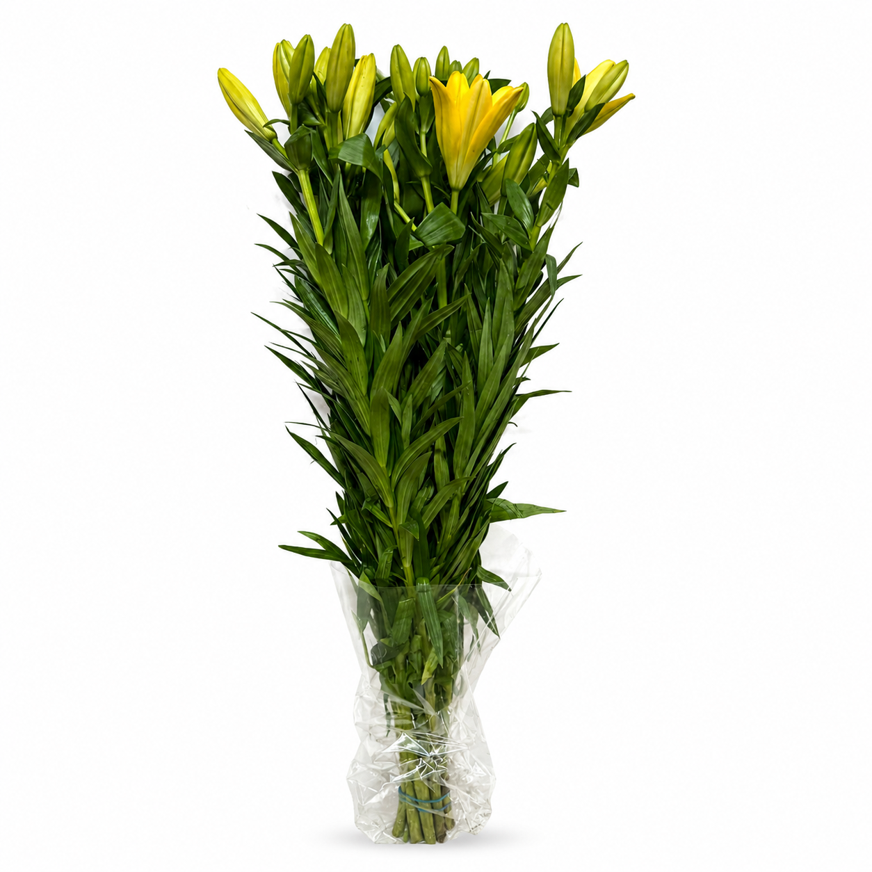 Lilium Extra Amarilla