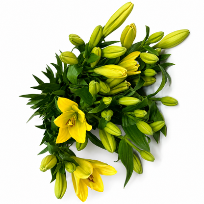 Lilium Extra Amarilla