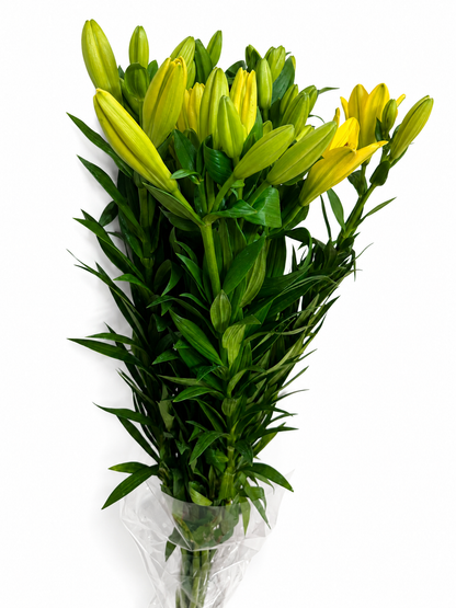 Lilium Extra Amarilla