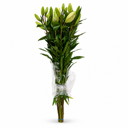 Lilium Extra Blanco